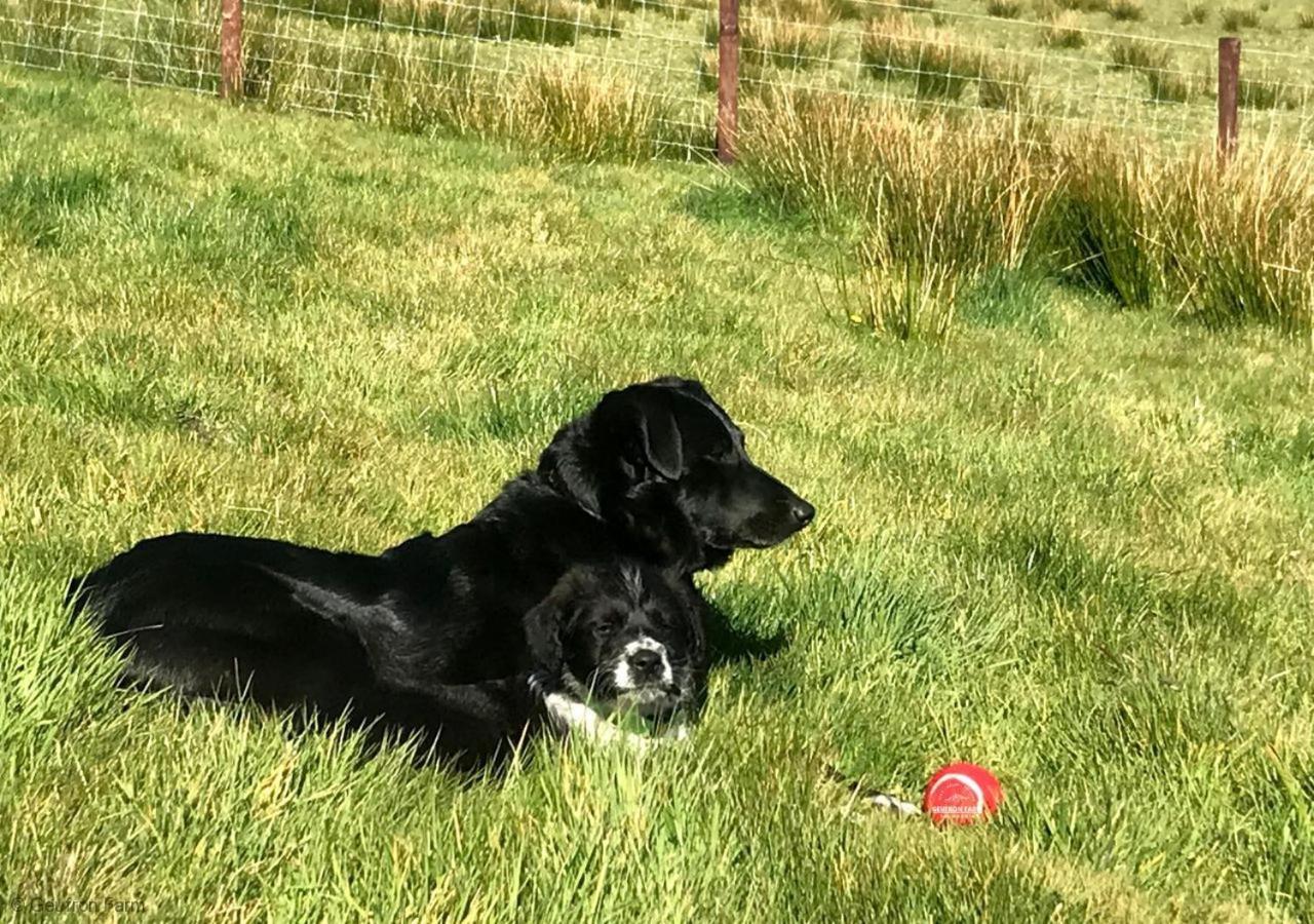 Farmhouse & Cottage At Geufron Farm - Dog Friendly Bryn-crug Bagian luar foto